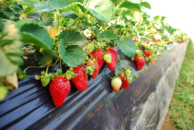 yangsuri-strawberry-farm-3